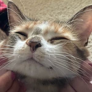 Meet your Posher, Hadley